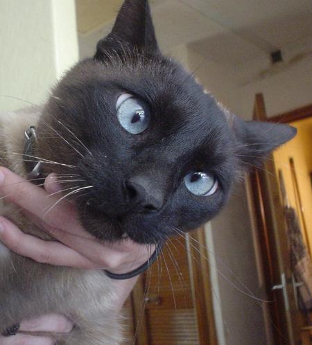 le chat